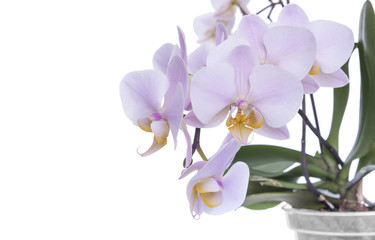 Fototapeta na wymiar Orchid on a white background.