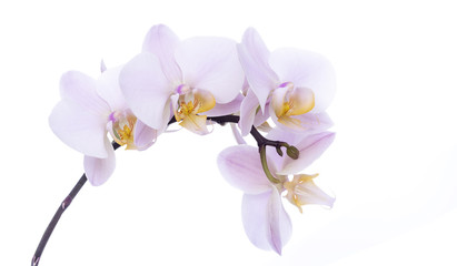 Naklejka na ściany i meble Orchid on a white background.