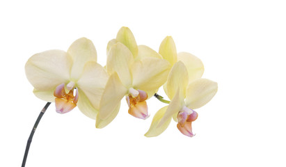 Orchid on a white background.