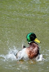 Close up of a male wild duck