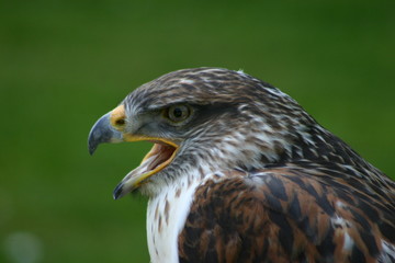 Greifvogel Portrait