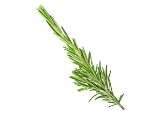 Twig of rosemary on a white background