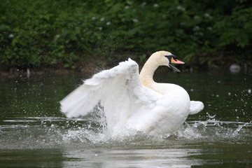 Obraz premium Schwan