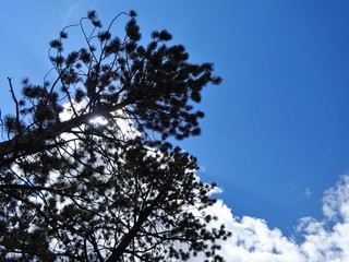 Summer sunshine with blue sky and clouds over pine trees in southwest