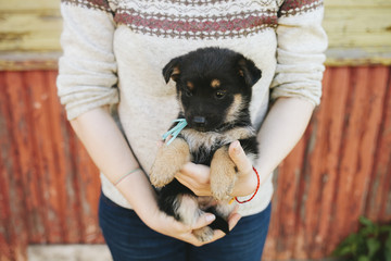 Puppies German shepherd
