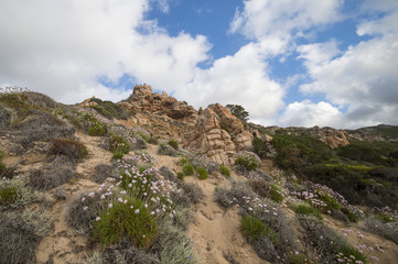 Small pathway to the beach surrounded by beautiful pink flowers.