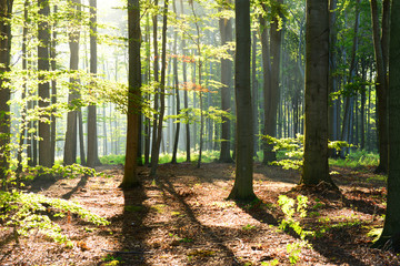 Obraz premium Morning in the forest