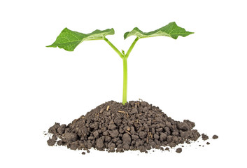 Young plant with humus isolated on white background