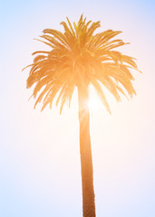 Obraz premium Tropical palm tree on the white