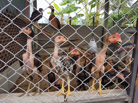 Chickens behind a wire fence in agricultural farm in Thailand