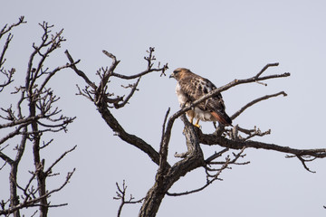 Fototapeta na wymiar Perched Red-tailed Hawk