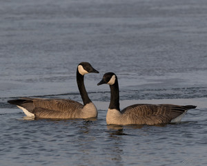 Obraz premium Spring Thaw Geese