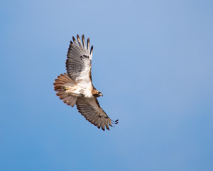 Red-tailed Hawk