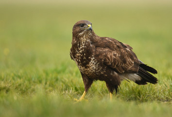 Common buzzard (Buteo buteo)