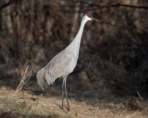 Sandhill Crane