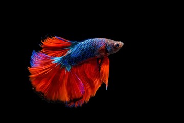 Thai siamese betta fighting fish