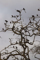 Groupe d'Etourneaux perchés sur un arbre, Sturnus vulgaris