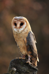 The barn owl (Tyto alba) sitting on a wooden fence