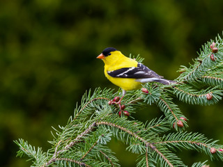 American Goldfinch