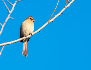 Female Northern Cardinal