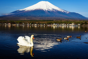White swan floating on Yamanaka lake with Mount Fuji view, Yamanashi, Japan. Here, 1 of 5 Mt. Fuji lakes, is the closest with beautiful swans.