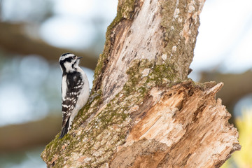 Downy Woodpecker
