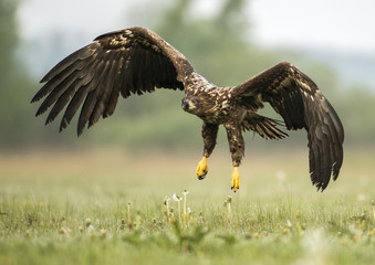 White tailed eagle (Halieetus albicilla)