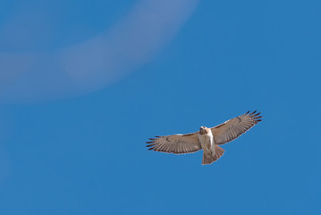 Red-tailed Hawk
