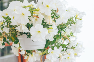 beautiful white petunias planted in a pot in the garden