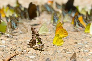 Butterflies are feeding mineral at Kaeng Krachan National Park, Thailand.\