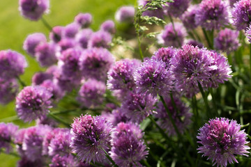 Purple Flowers