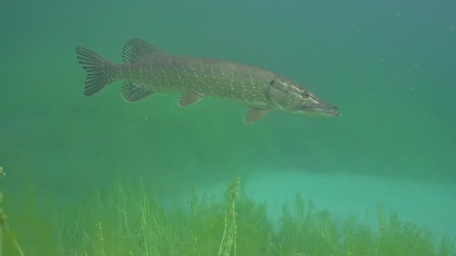 Esox Lucius - Hecht 4