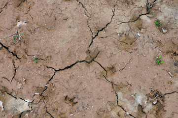 Texture of brown dry desert land with cracks and plant seeds. Natural background.