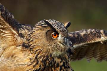 The Eurasian eagle-owl (Bubo bubo) portrait