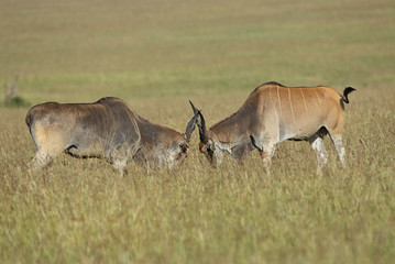 Two eland fighting