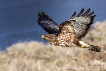 The common buzzard (Buteo buteo) flying