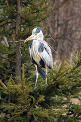 The grey heron (Ardea cinerea) typical behavior when building nests, with a branch in its beak