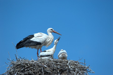 Weissstorch mit Jungen