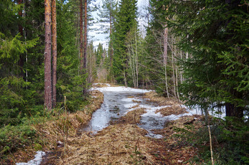 Road in spring  forest