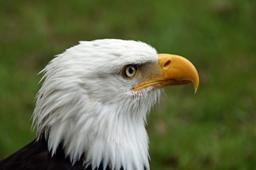 Weißkopfseeadler (Haliaeetus leucocephalus)