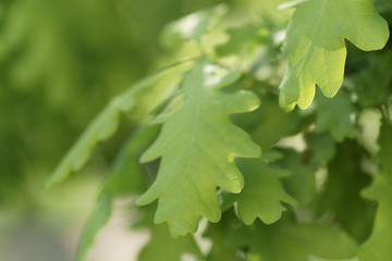 Fototapeta na wymiar Young green oak tree leaves in spring day