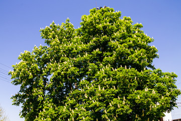 Blossoming chestnut tree (Aesculus hippocastanum) in park