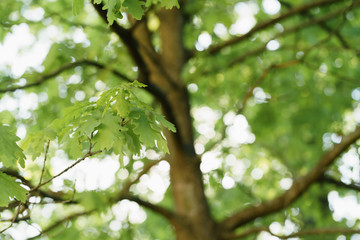 Young green oak tree leaves in spring day