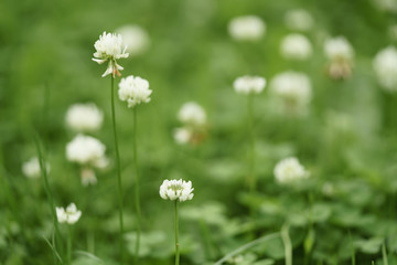 white clover flower in summer day on meadow