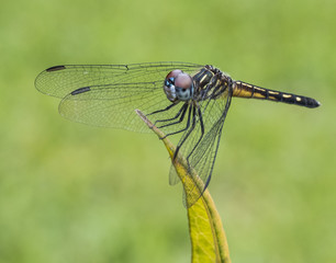 Female blue dasher dragonfly with a red, blue, and white face and gold and black body on light green leaf and bright green blurred background.