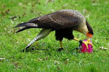 Karibikkarakara (Caracara cheriway cheriway)