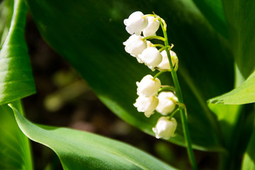 Lily of the valley (Convallaria majalis) white flowers in garden on spring