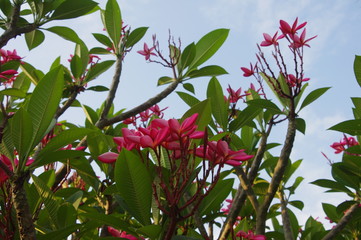 pink blossom on tree branch.