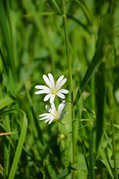 Buschwindrose