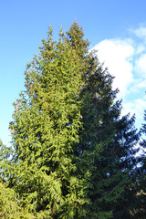 High pine on a background of blue sky